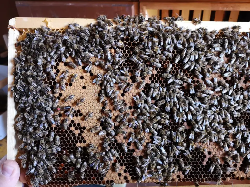 Utrinki iz čebelnjaka 24